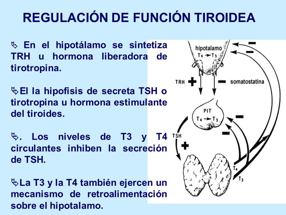 cual es la funcion de hormona estimulante de la tiroides